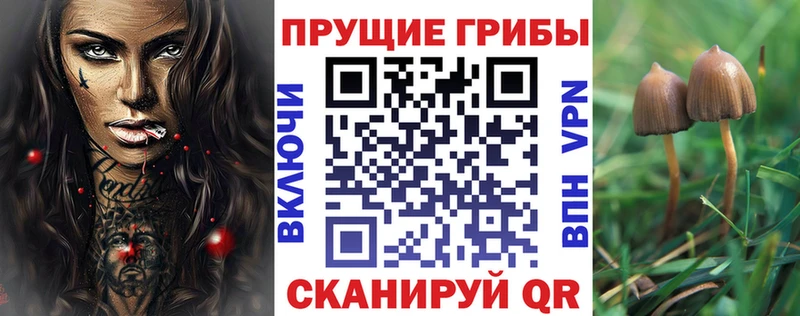 Псилоцибиновые грибы Psilocybe  Купить закладки  Дегтярск 
